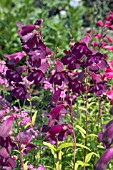 PENSTEMON RAVEN