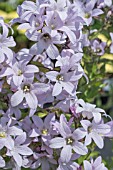 CAMPANULA LACTIFLORA LODDON ANNA