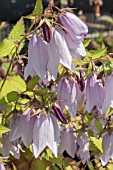 CAMPANULA IRIDESCENT BELLS