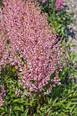 ASTILBE X ARENDSII LOOK AT ME