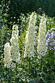 DELPHINIUM x CULTORUM MAGIC FOUNTAINS PURE WHITE