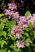 FILIPENDULA RUBRA VENUSTA