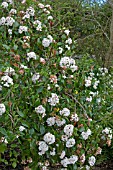 VIBURNUM X BURKWOODII