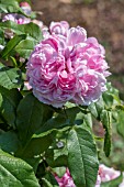 ROSA JACQUES CARTIER