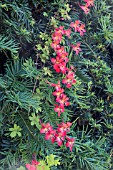 TROPAEOLUM SPECIOSUM