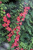 TROPAEOLUM SPECIOSUM