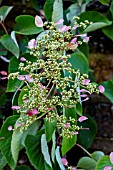 SCHIZOPHRAGMA HYDRANGEOIDES ROSEA