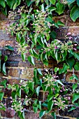 SCHIZOPHRAGMA HYDRANGEOIDES ROSEA