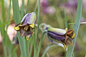 FRITILLARIA ELWESII