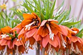 FRITILLARIA IMPERIALIS REX