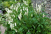 SANGUISORBA CANADENSIS