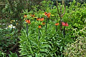 FRITILLARIA IMPERIALIS