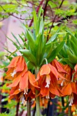 FRITILLARIA IMPERIALIS EDUARDII