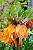 FRITILLARIA IMPERIALIS SUNSET