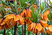 FRITILLARIA IMPERIALIS SUNSET