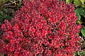 BERBERIS THUNBERGII F. ATROPURPUREA ADMIRATION (PBR) (AGM)