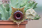 HUERNIA ZEBRINA