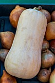 BUTTERNUT SQUASH AERIAL