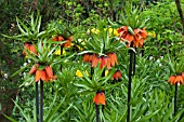 FRITILLARIA IMPERIALIS
