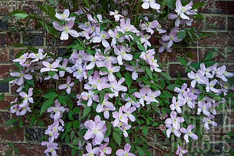 CLEMATS_MONTANA_FRAGRANT_SPRING