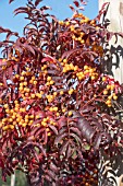 SORBUS AUTUMN SPIRE