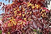 SORBUS AUTUMN SPIRE