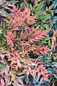 NANDINA DOMESTICA GULF STREAM