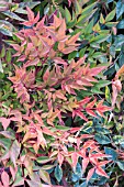 NANDINA DOMESTICA GULF STREAM