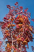 SORBUS AUTUMN SPIRE