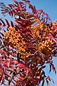 SORBUS AUTUMN SPIRE