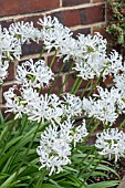 NERINE SARNIENSIS ALBA