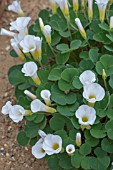 OXALIS PURPUREA ALBA