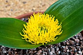 DAUBENYA STYLOSA