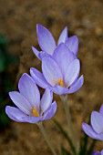 CROCUS PULCHELLUS