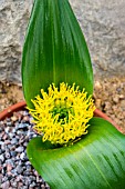 DAUBENYA STYLOSA