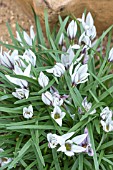 IPHEION SESSILE