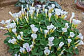 OXALIS PURPUREA ALBA