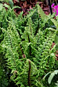 DRYOPTERIS CRISPA CONGESTA