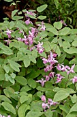 EPIMEDIUM X YOUNGIANUM ROSEUM