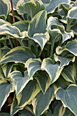 HOSTA LACY BELLE