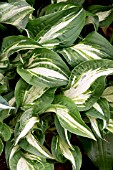 HOSTA ALEGAN FOG