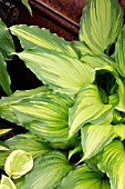 HOSTA AMALIA