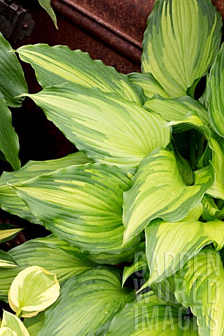 HOSTA_AMALIA