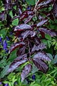 PRUNUS CERASIFERA NIGRA FOLIAGE