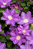 CLEMATIS DIANAS DELIGHT