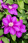 CLEMATIS SACHA