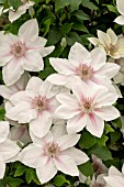 CLEMATIS CORINNE TM