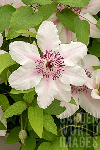 CLEMATIS_THE_COUNTESS_OF_WESSEX