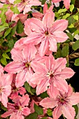 CLEMATIS SARAH ELIZABETH TM