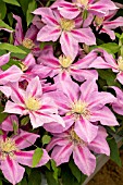 CLEMATIS VOLUNTEER